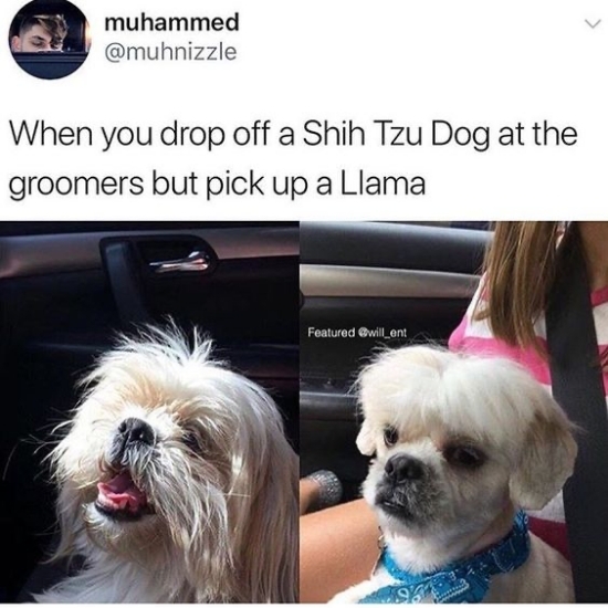 Runs for Cookies: Things That Make Me Laugh