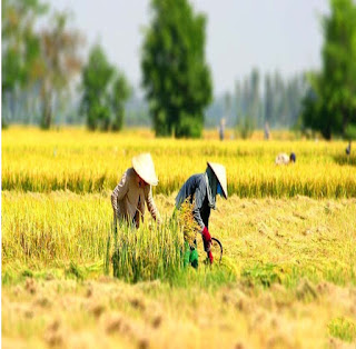 Việt Nam, quê hương: Hãy cùng chiêm ngưỡng những khoảnh khắc tuyệt vời của người dân Việt Nam trong đời sống đường phố, trong tục lịch nghệ thường hay trong những bức ảnh gia đình. Đây chắc chắn là những hình ảnh đầy cảm xúc và đầy ý nghĩa.