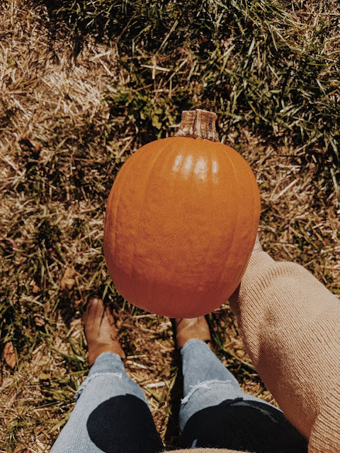 pumpkin picking pumpkin picking