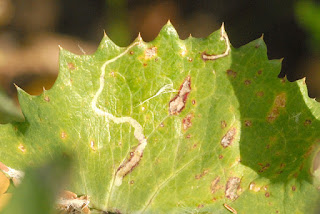 Yaprak oygusu (Chromatomyia horticola)