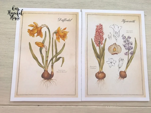 allium muscari bulbs botanical drawing prints