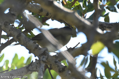 Tallarol de casquet (Sylvia atricapilla)