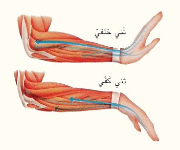 عضلات الطرفين العلويين - العضلات والعظام - الموسوعة المدرسية