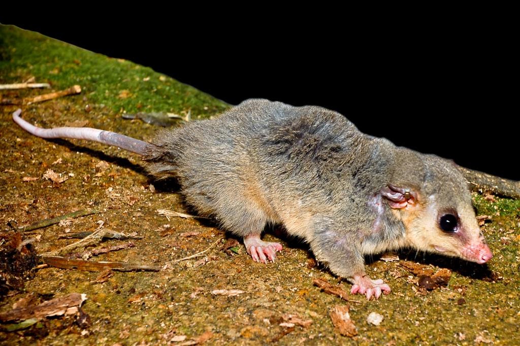 together but apart: Mamíferos de Nicaragua 4