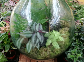 Plantas y flores: Jardines en botella