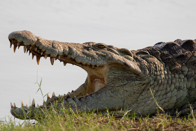 Crocodile at Sunset Dam Kruger National Park