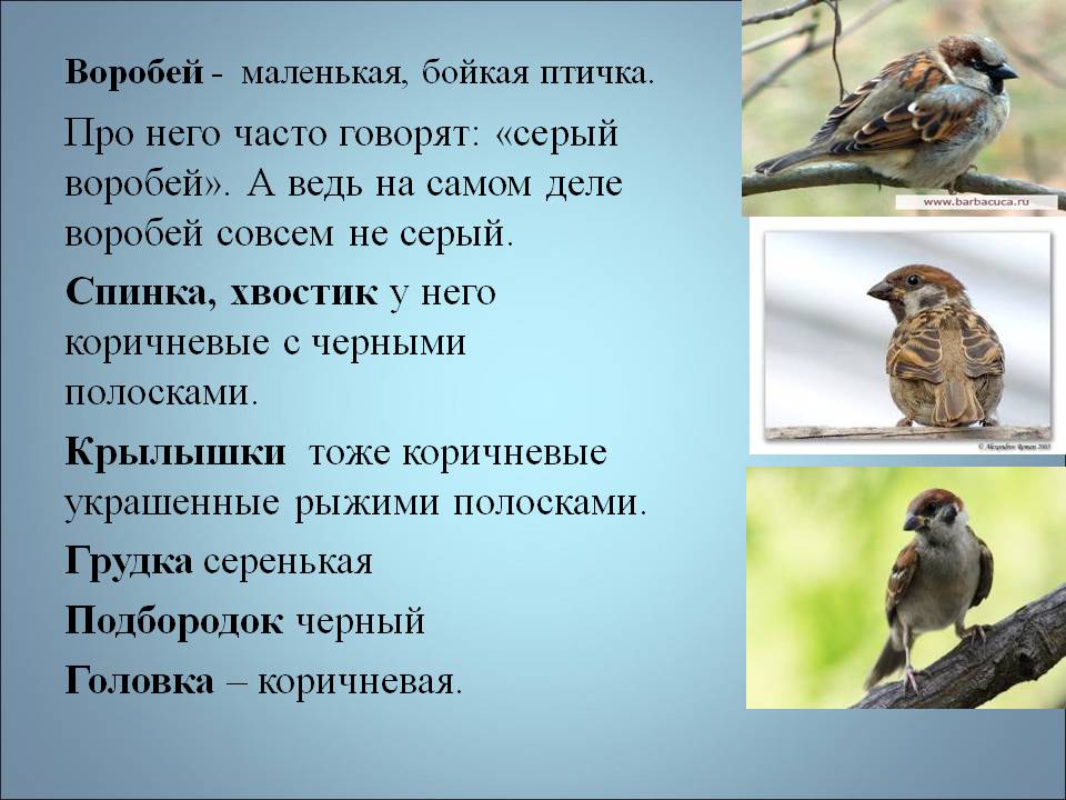 Предложения про птиц