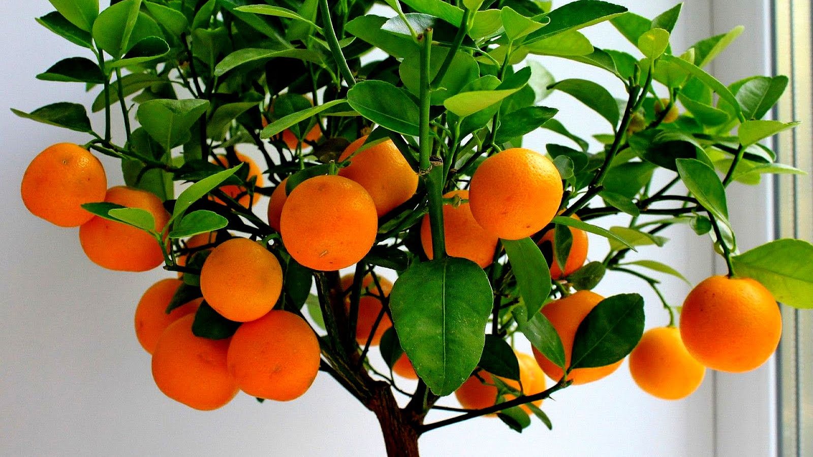 Mandarin Orange Tree Care Tree Choices