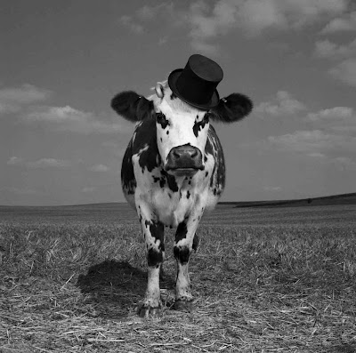 jean baptiste-mondino photos of cows