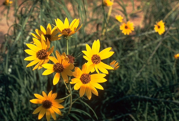 gardens@duke: Fall Plant Sale Preview: Willow-leaf Sunflower ‘Low Down’