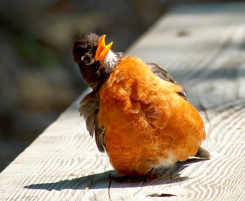 Springfield Plateau Flocking Robins