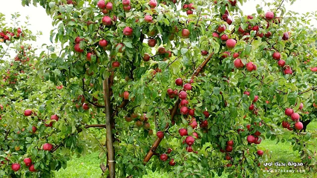 تعرف على فوائد التفاح ومعلومات عن شجرة التفاح والقيمة الغذائيه