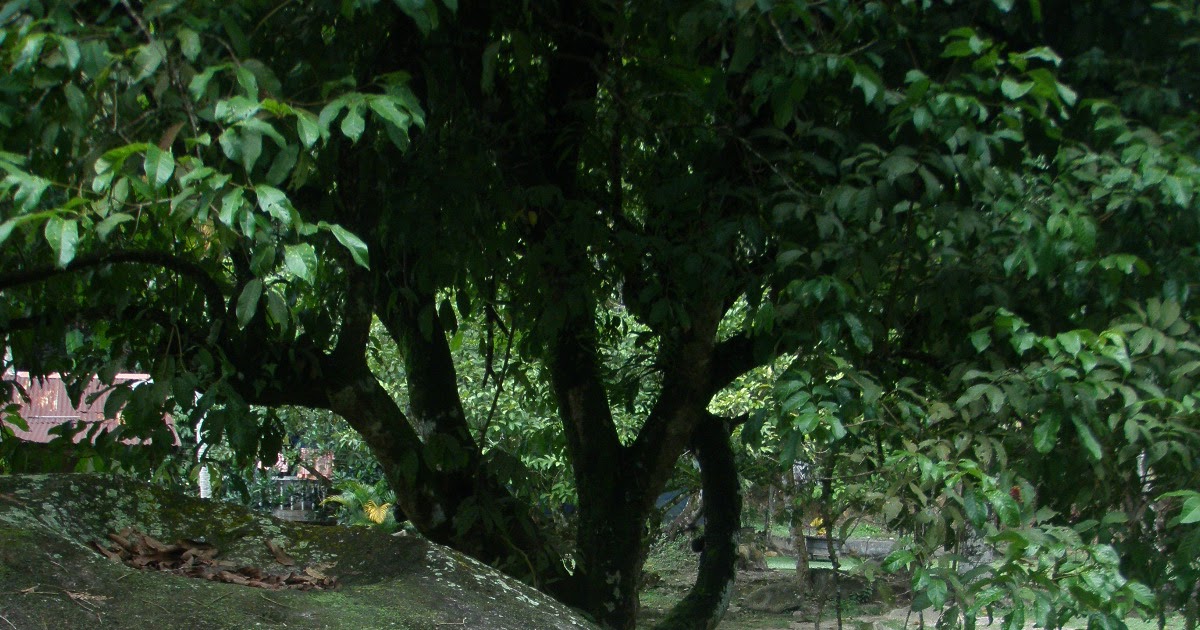 alialisakreatif by kolin zainal: Jungle Lodge, Alang Sedayu