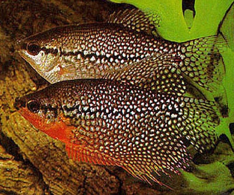 Cara Lengkap Budidaya Ikan Sepat Mutiara Pearl Gourami