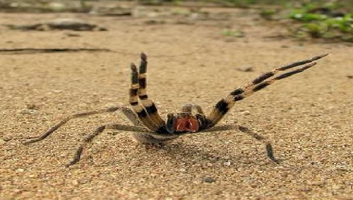 The Brazilian Wandering Spider