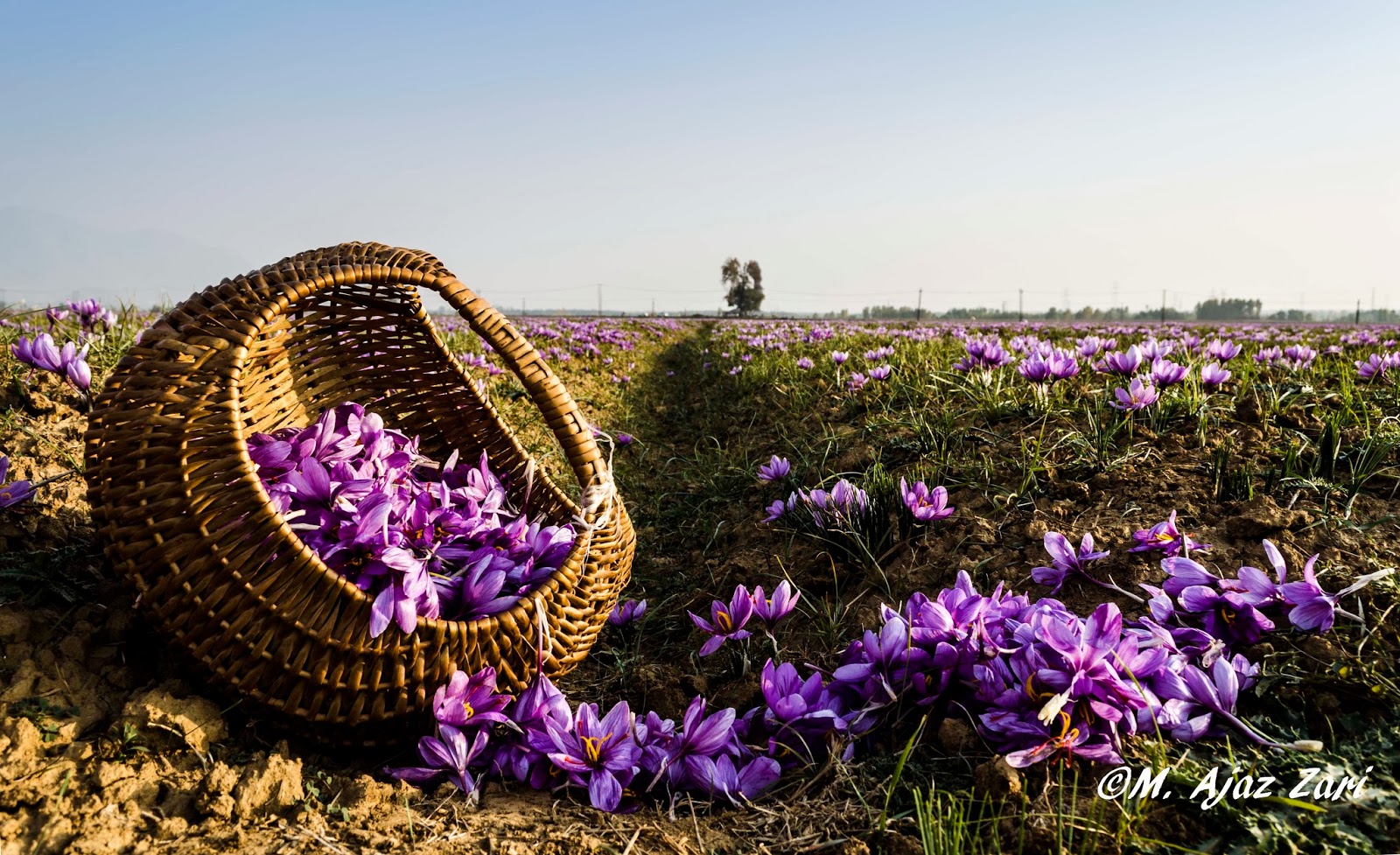 M Ajaz Zari Photography Saffron Bloom