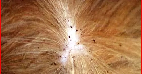 Cara Menghilangkan Kutu Kucing Di Karpet Desain Rumah