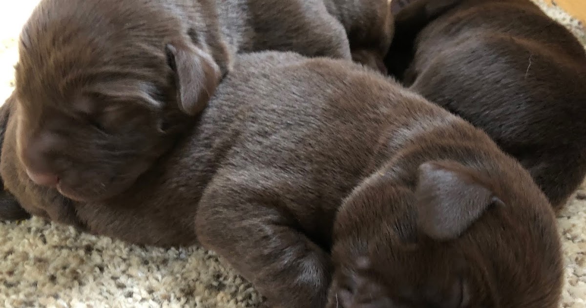 Best of the Hill Labs: Chocolate Lab Domestic dogs