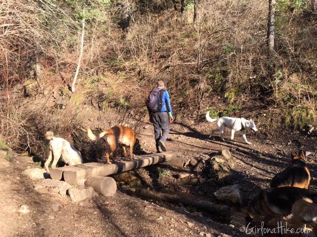 Bowman Fork Trail, Millcreek Canyon, Utah, Hiking in Utah with Dogs