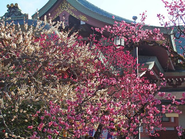 Gottuan S Room 北野天満宮 梅花祭