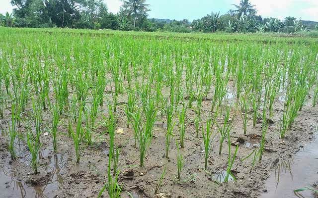 Budidaya Padi Organik Metode Sri System Of Rice Intensification