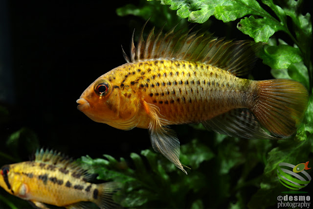 Apistogramma guttata