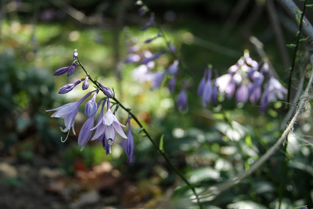 purple hosta flowers, garden, hostas, Anne Butera, My Giant Strawberry