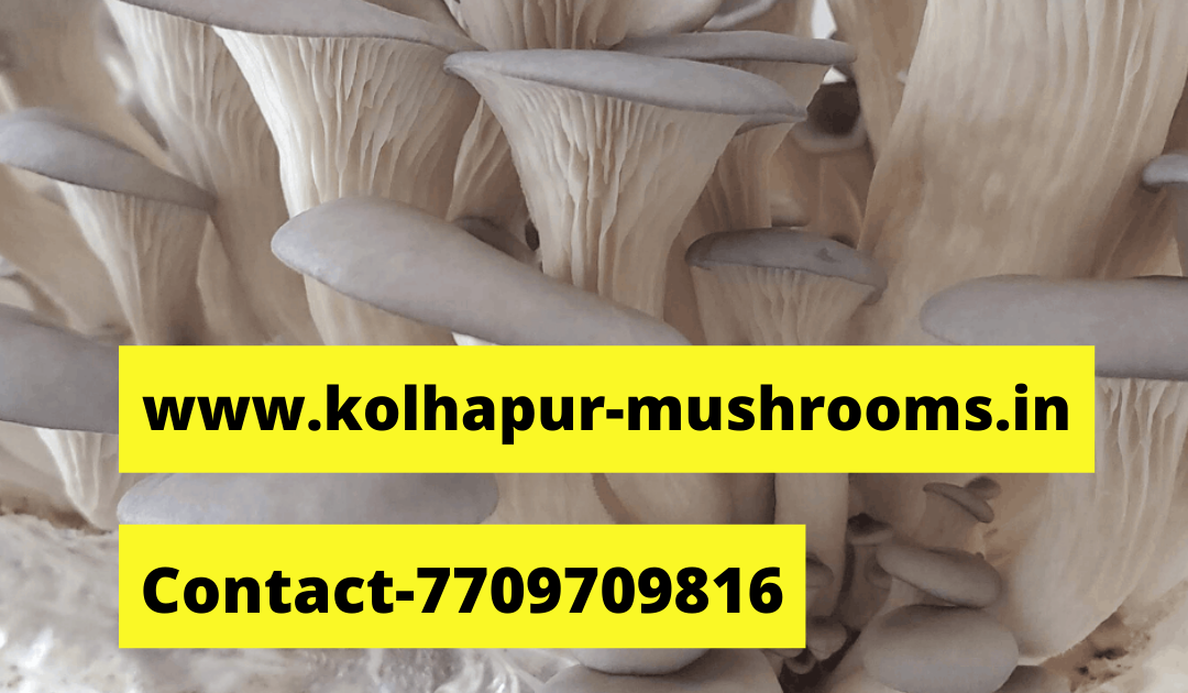 What are health benefits of Mushrooms Biobritte mushrooms Biobritte