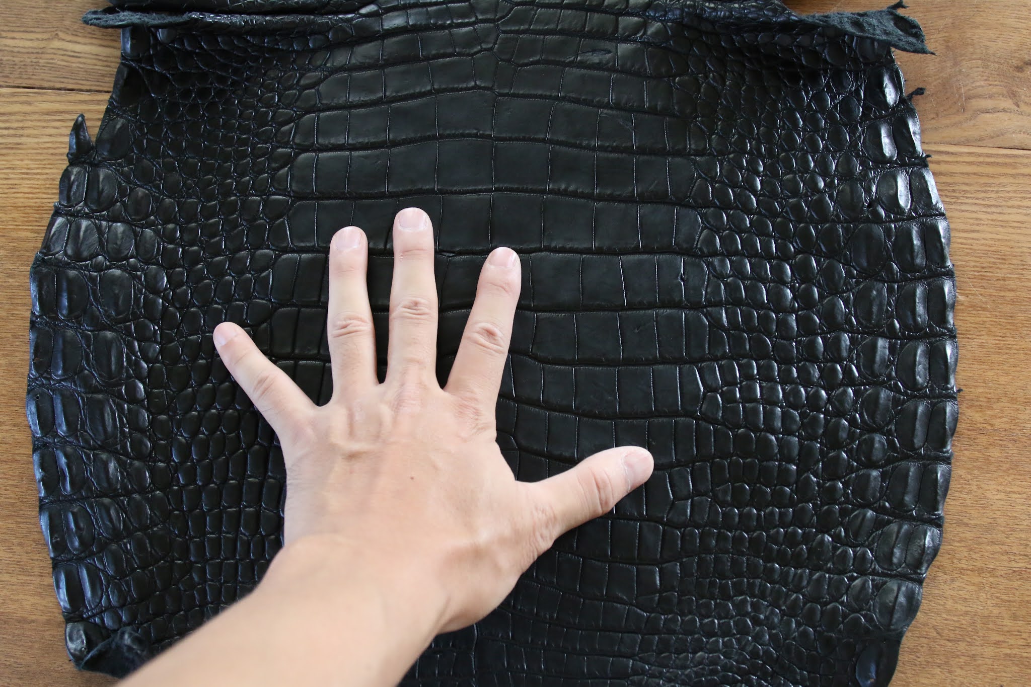 T-ポイント5倍】 MOTO CA6 モンスタークロコ モト abamedyc.com