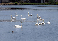 Swans and Ducks Together