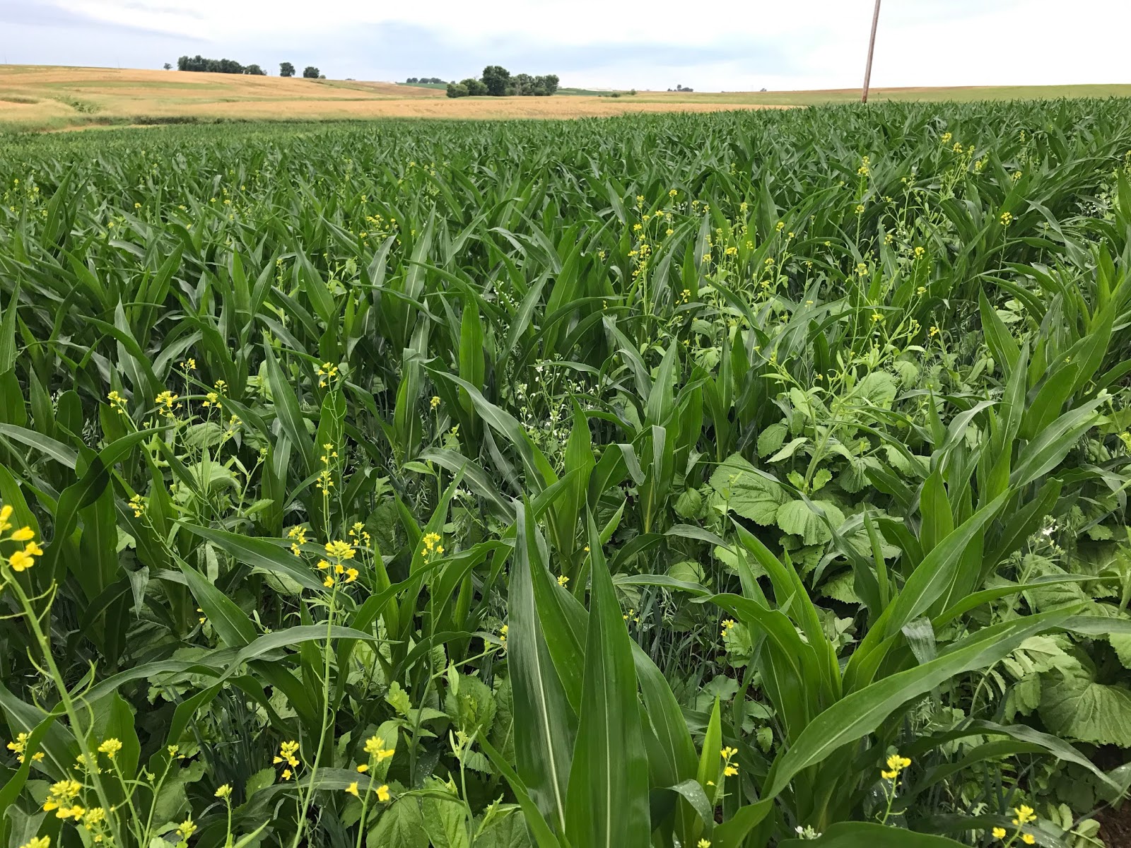 The Cubicle Farm Refugee Introducing "Long Creek Pastures"