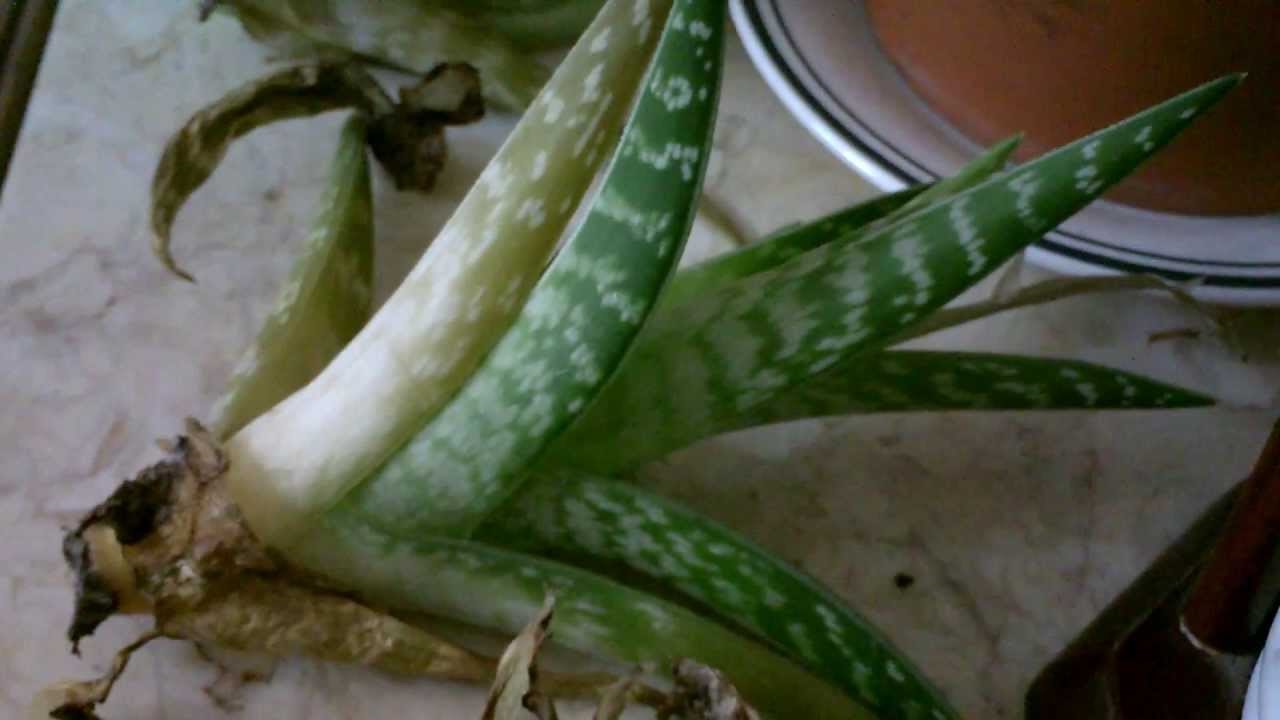 Aloe vera Weeds, Plant Diseases and Insects