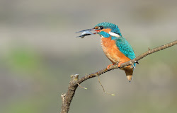bird kingfisher butterfly fish catching bobs