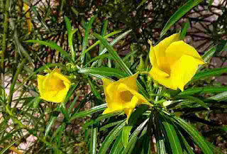 पीली कनेर के बारे में , yello oleander , kaner ka phool