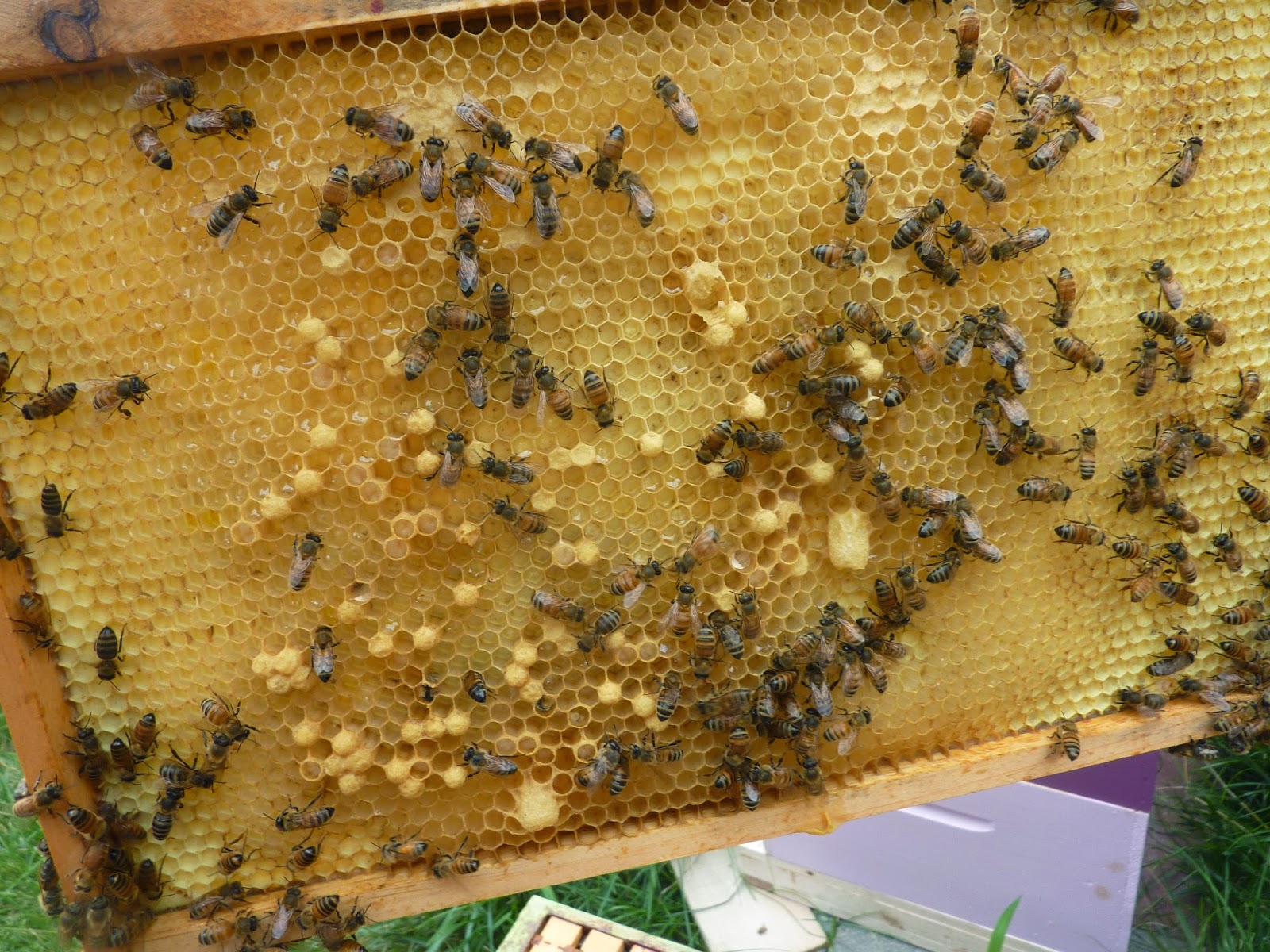 Beekeeping in my Backyard Laying Worker Bee