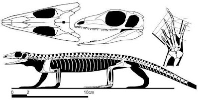 Archaeovenator skeleton