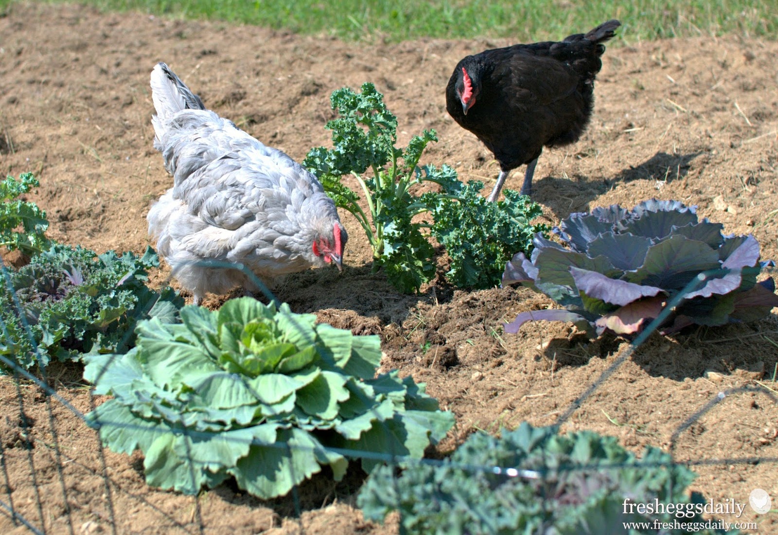 Gardening with Chickens Fresh Eggs Daily® with Lisa Steele