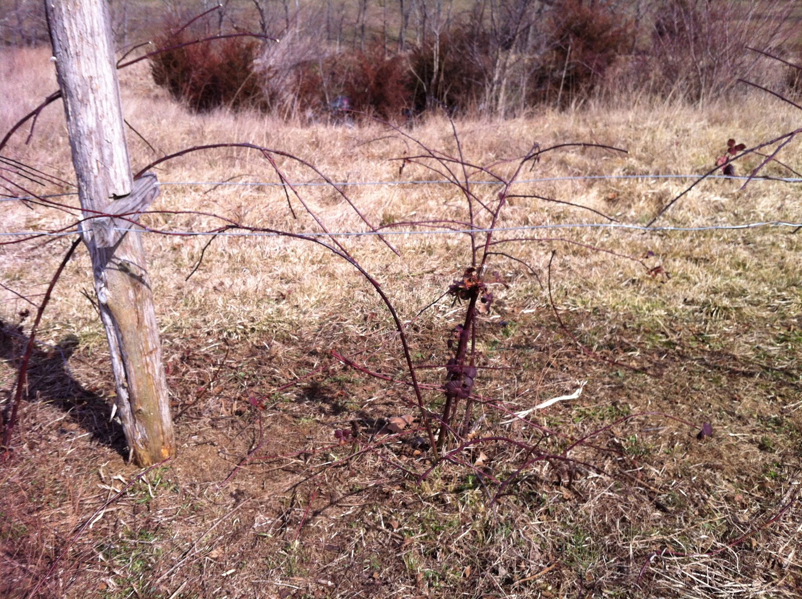 Kentucky Home Gardens Pruning Blackberries