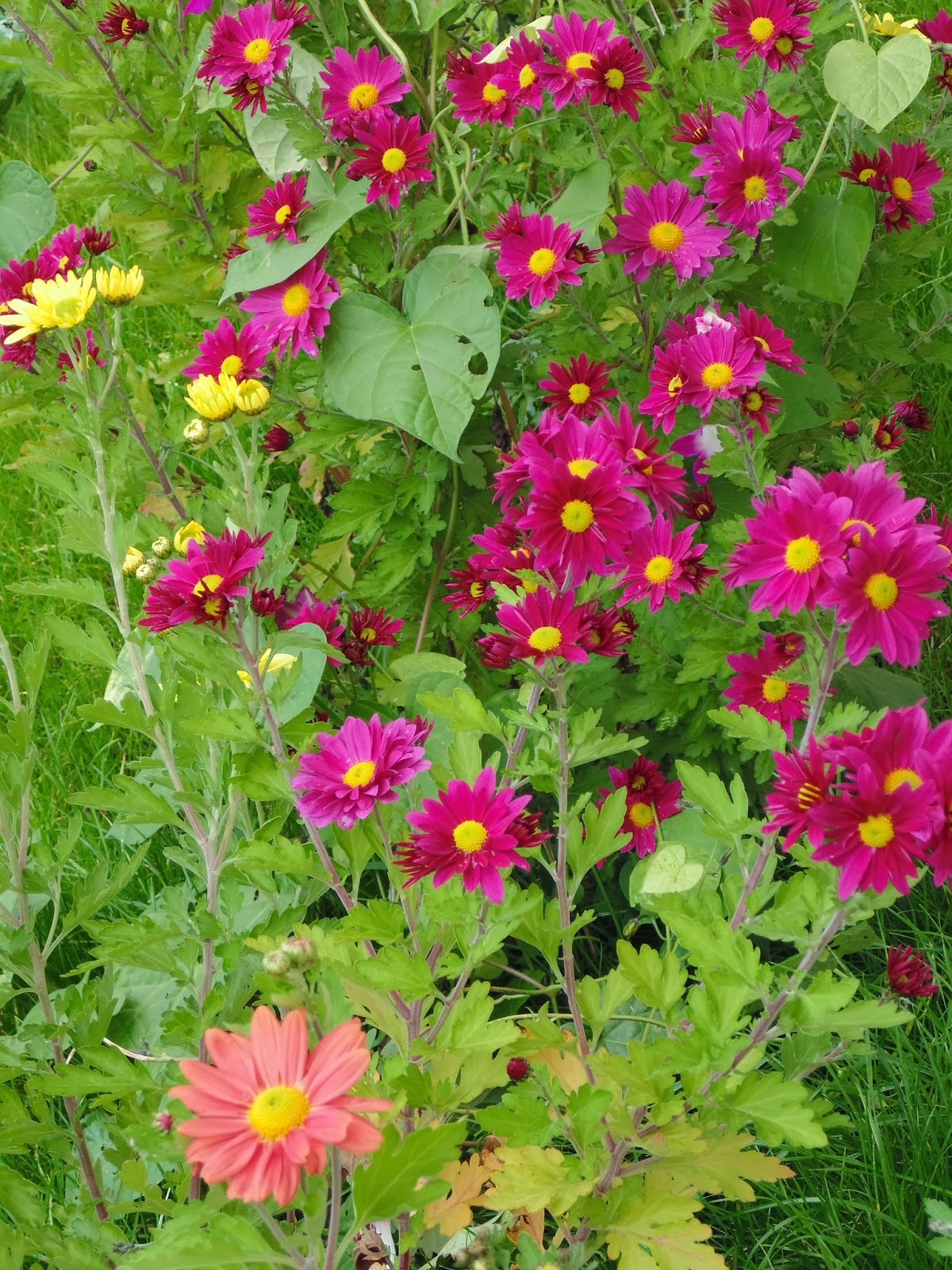 Autumn flowers in our garden Life in Luxembourg
