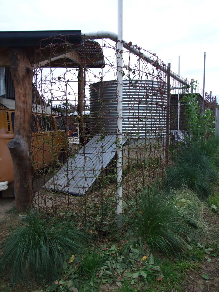 Maximising boysenberry yield