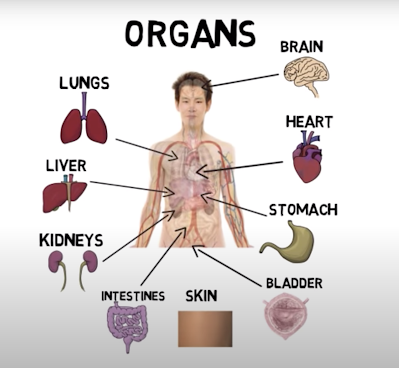 Learn names of human body parts in Kannada