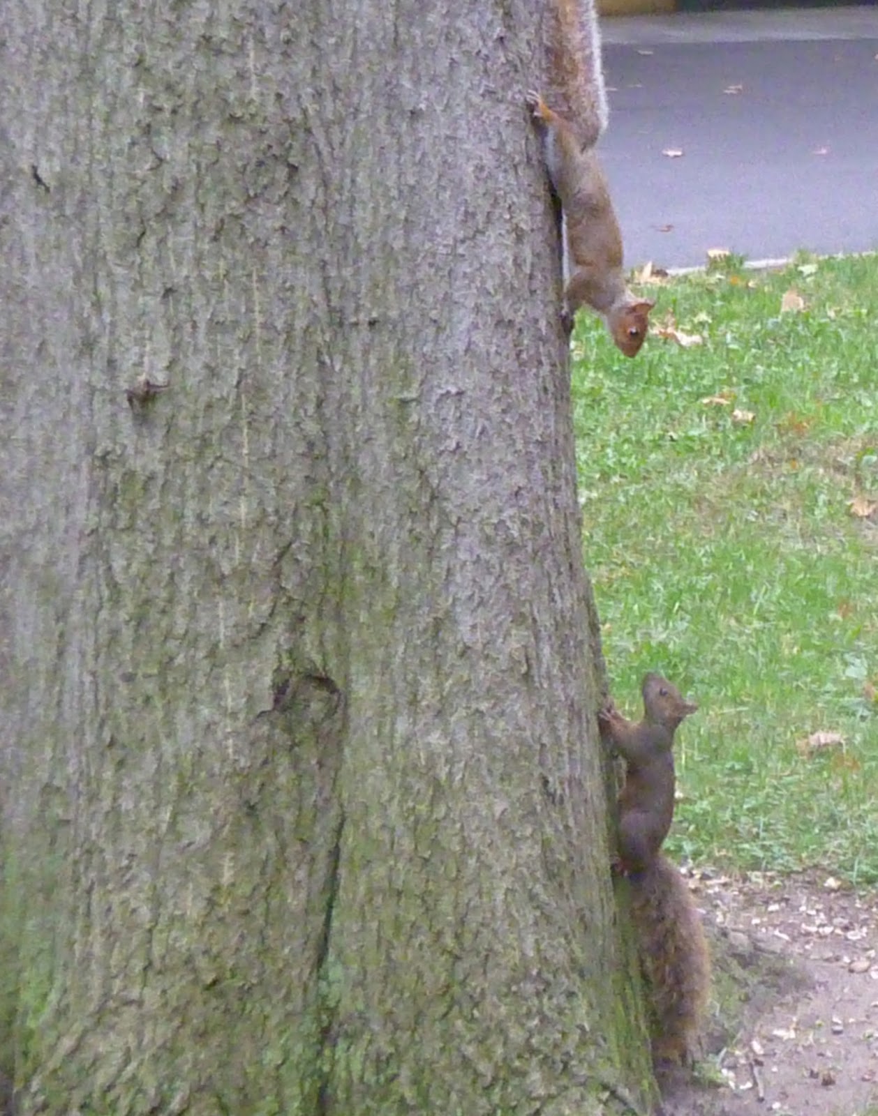 The New York Squirrel Playing with Baby Squirrels