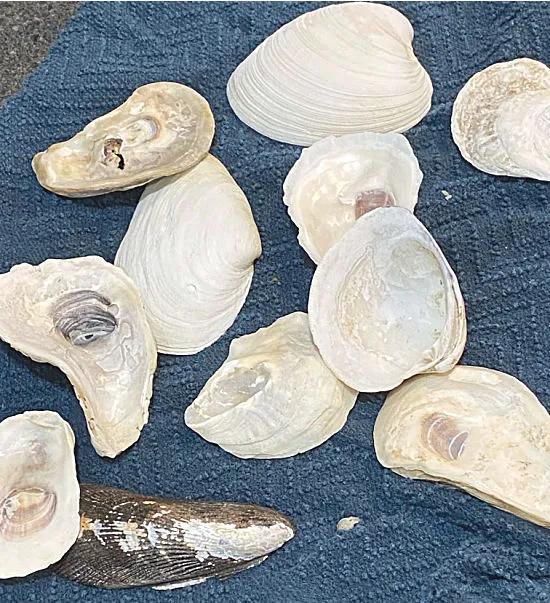 Oyster and clam shells