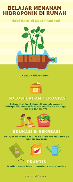 menanam tanaman hidroponik di rumah