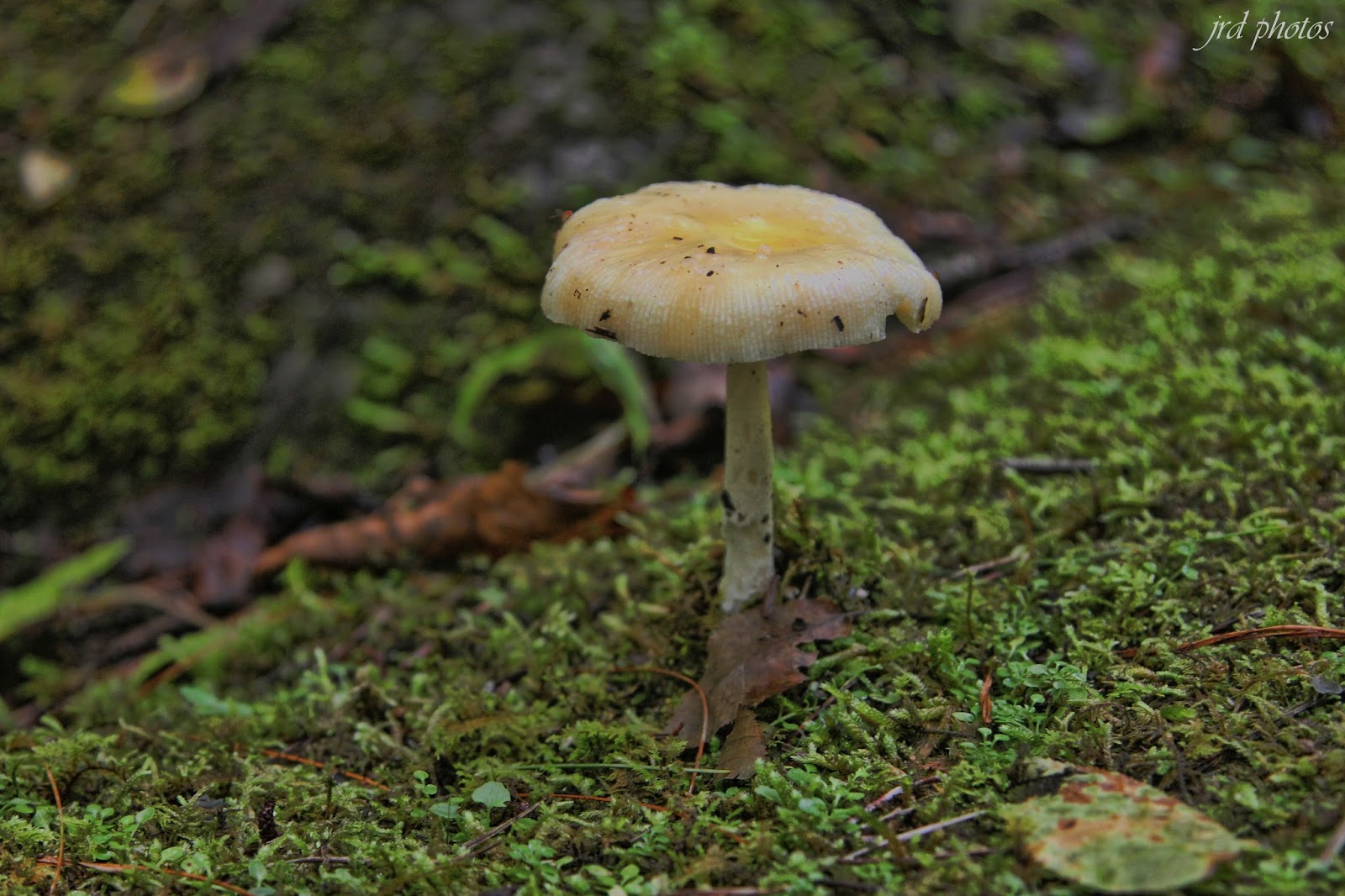 Just A Pic "Smoky Mountain Mushroom"