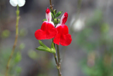 Salvia microphylla (Salvia cespugliosa)