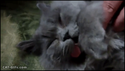 Weird Cat GIF • This is the sleepiest cat ever, sticking his tongue out. To much catnip is too much! Weird Cat GIF • This is the sleepiest cat ever, sticking his tongue out. To much catnip is too much!