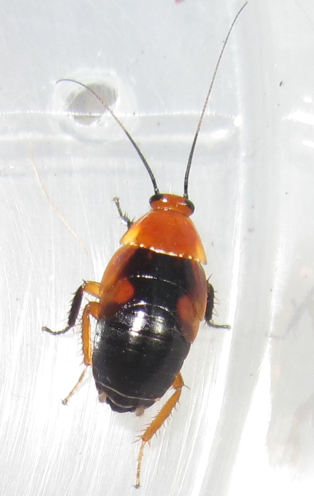 Hemithyrsocera palliata (Pallid sun roach) Cockroach Photo Gallery