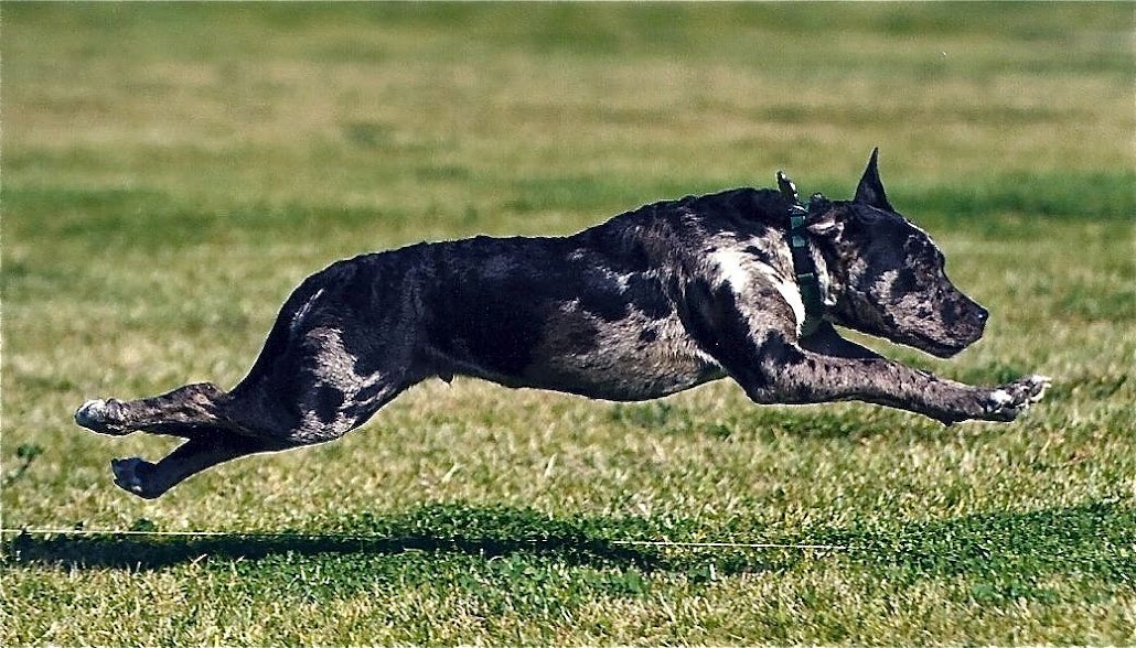 Palo lure coursing!