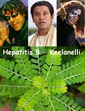 கீழாநெல்லியும் வைரஸ் அழற்சி காமாலையும் - Keelanelli - Viral jaundice Hepatitis B.